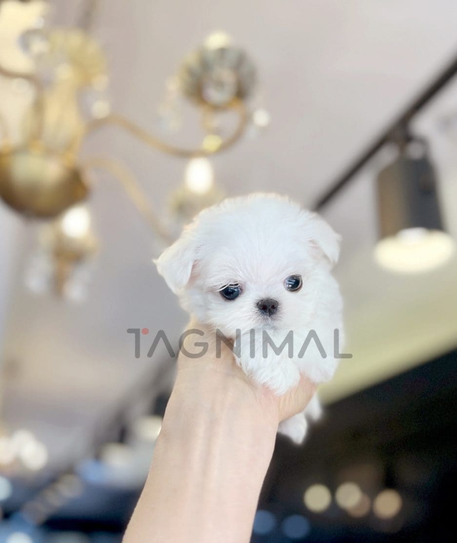 Maltese puppy for sale, dog for sale at Tagnimal