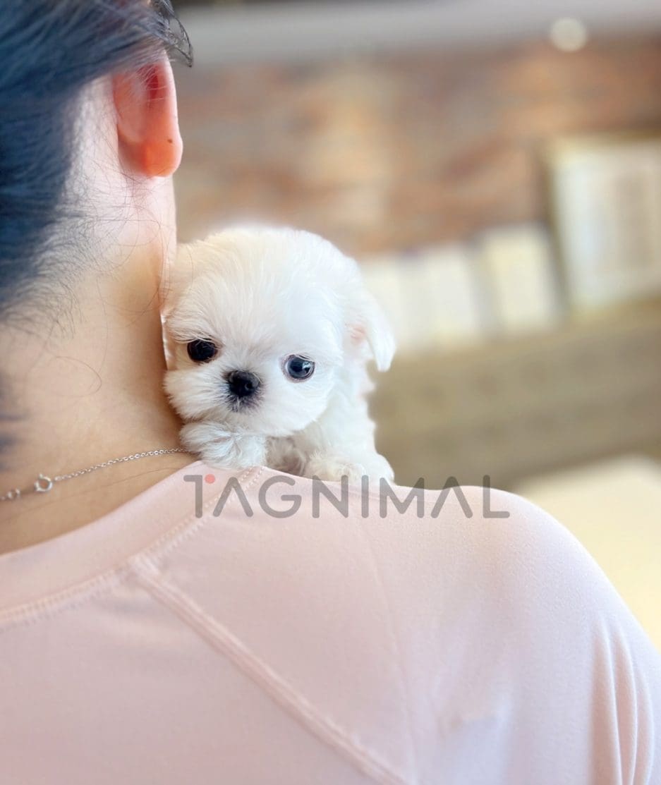 Maltese puppy for sale, dog for sale at Tagnimal