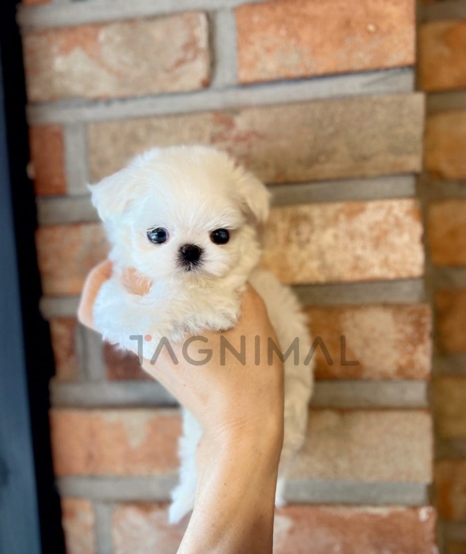 Maltese puppy for sale, dog for sale at Tagnimal