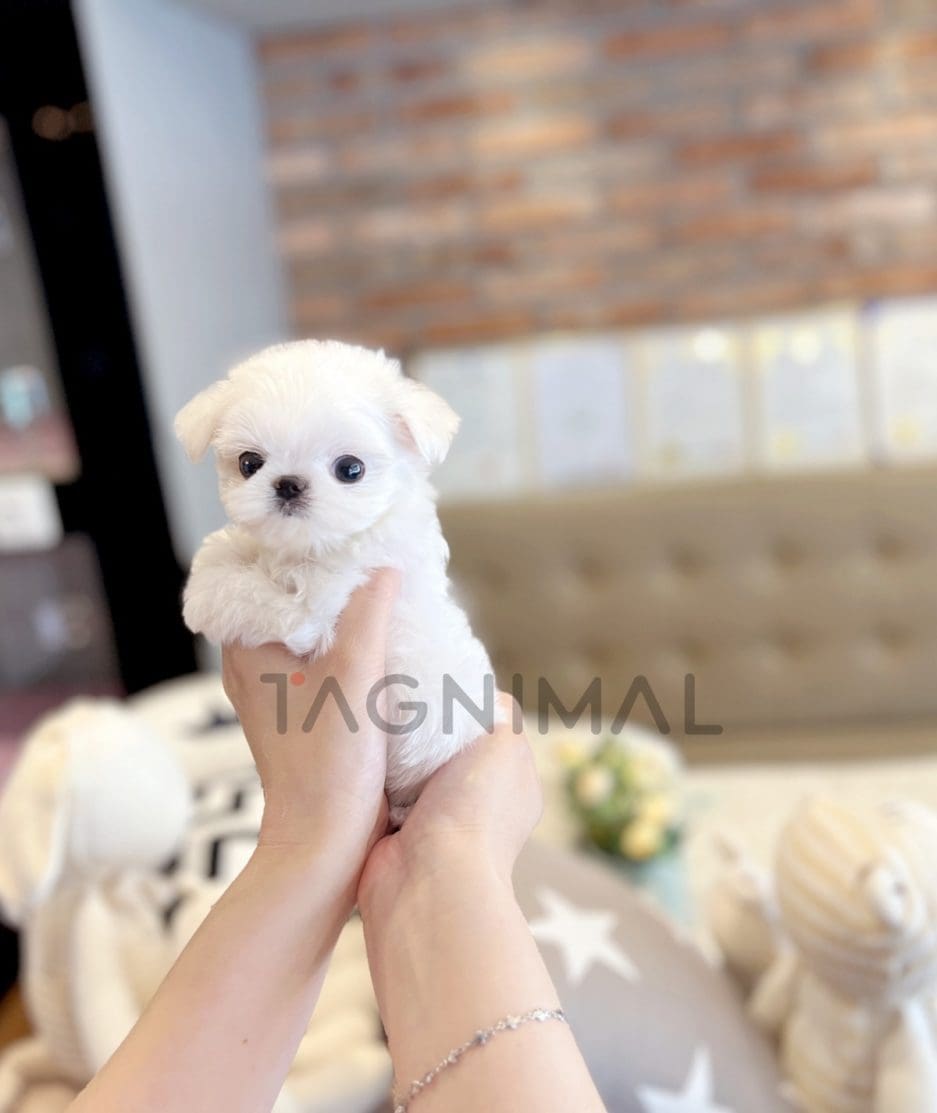 Maltese puppy for sale, dog for sale at Tagnimal