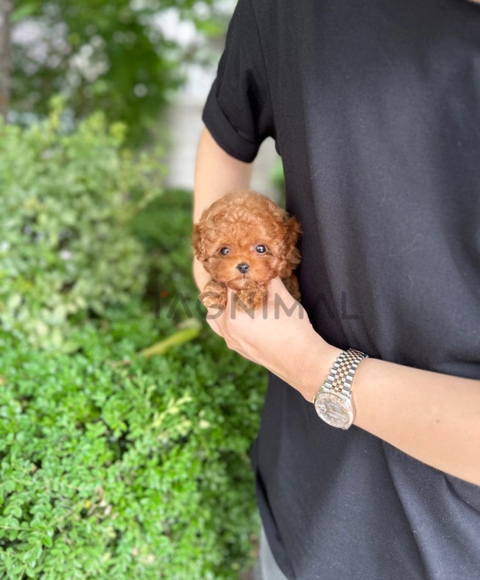 Poodle puppy for sale, dog for sale at Tagnimal