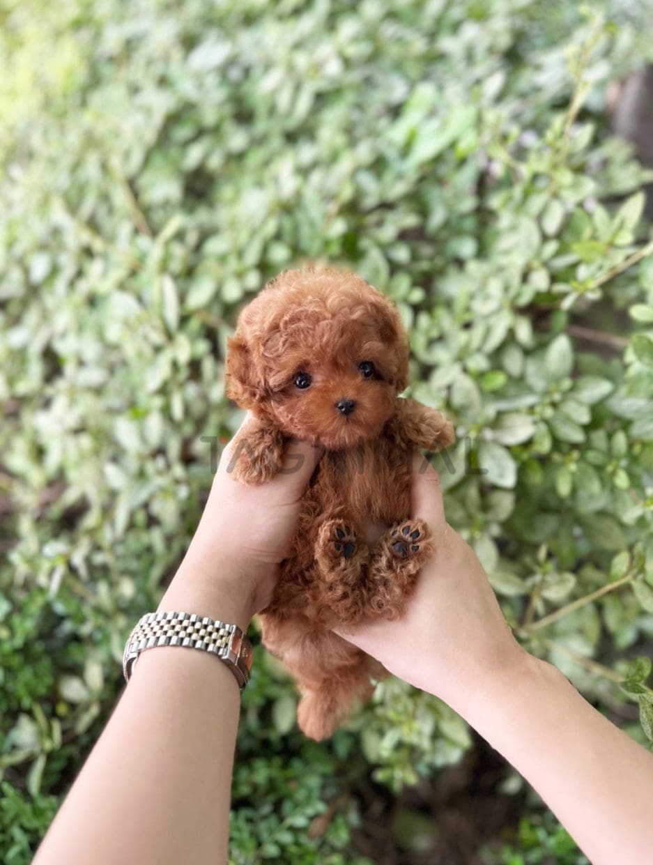 Poodle puppy for sale, dog for sale at Tagnimal