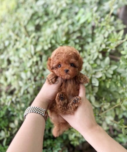 Poodle puppy for sale, dog for sale at Tagnimal