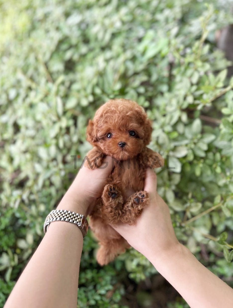 Poodle puppy for sale, dog for sale at Tagnimal