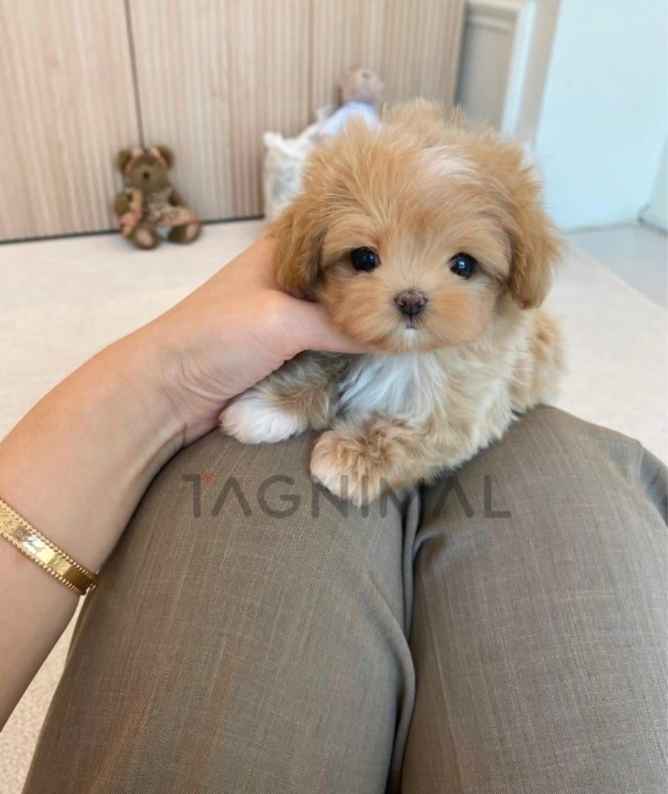 Maltipoo puppy for sale, dog for sale at Tagnimal