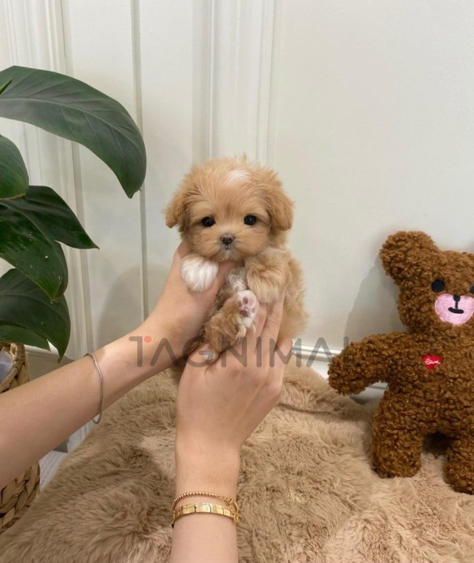 Maltipoo puppy for sale, dog for sale at Tagnimal