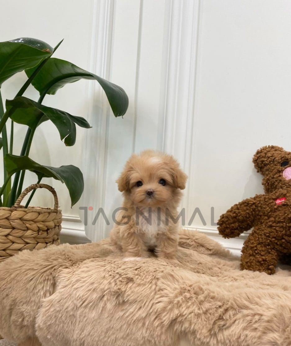 Maltipoo puppy for sale, dog for sale at Tagnimal