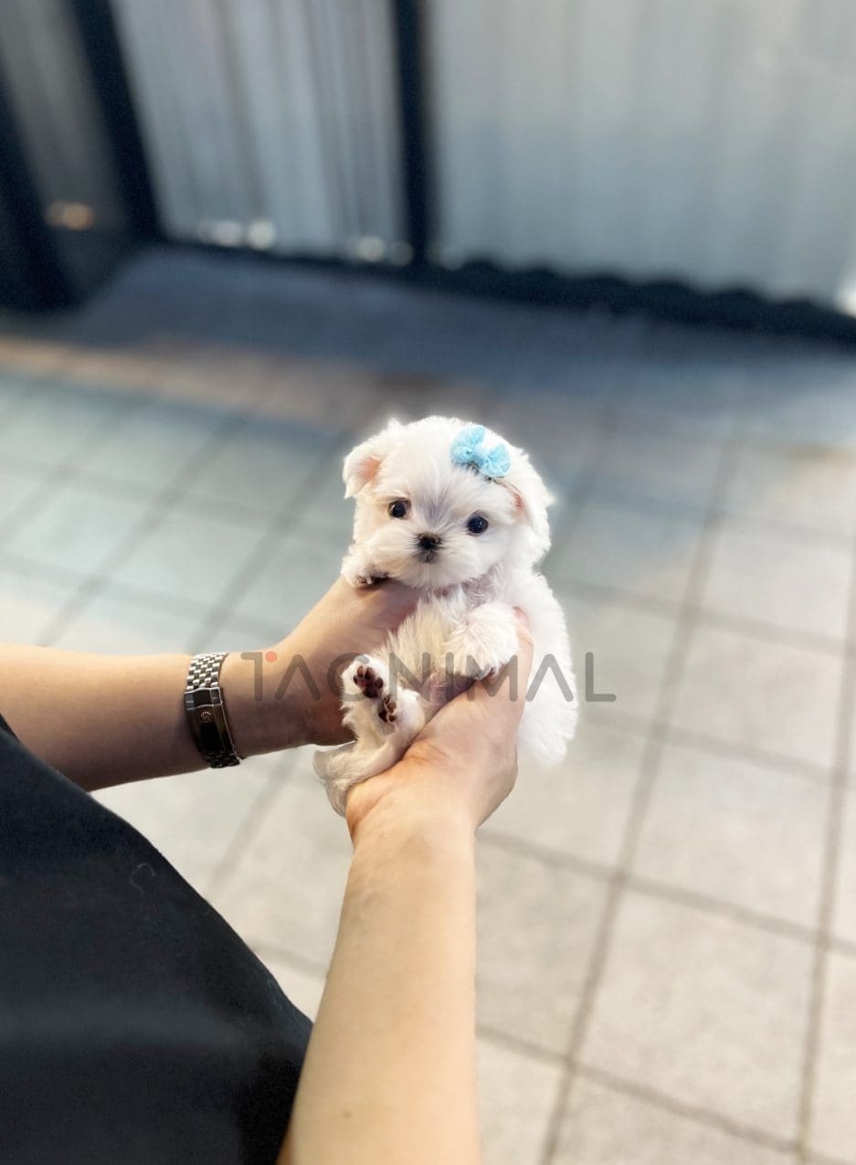 Maltese puppy for sale, dog for sale at Tagnimal