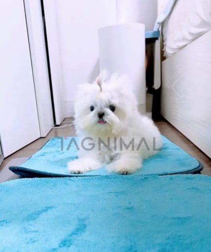 Maltese puppy for sale, dog for sale at Tagnimal