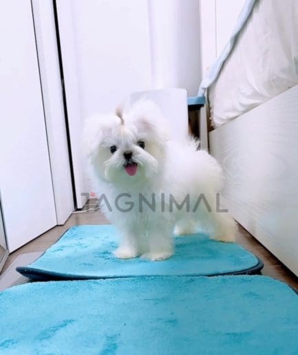 Maltese puppy for sale, dog for sale at Tagnimal