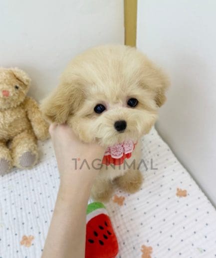 Maltipoo puppy for sale, dog for sale at Tagnimal