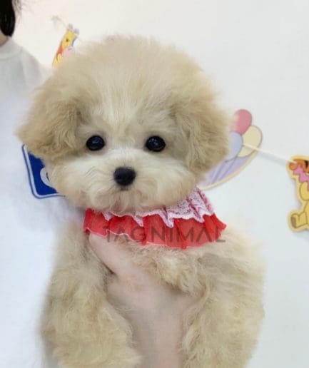 Maltipoo puppy for sale, dog for sale at Tagnimal