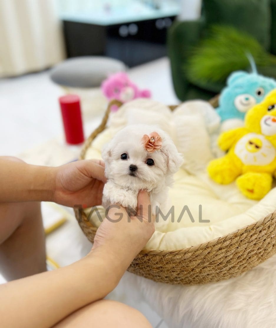 Bichon puppy for sale, dog for sale at Tagnimal