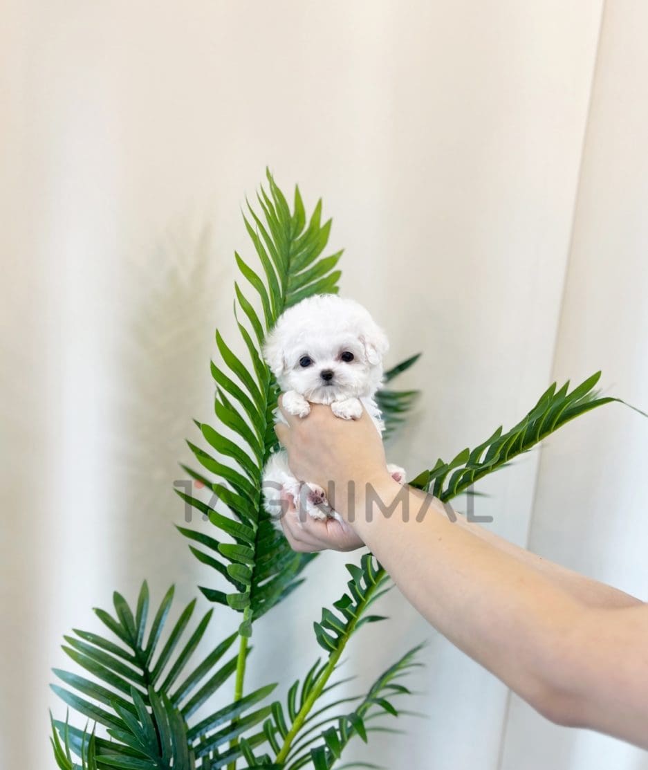 Bichon puppy for sale, dog for sale at Tagnimal