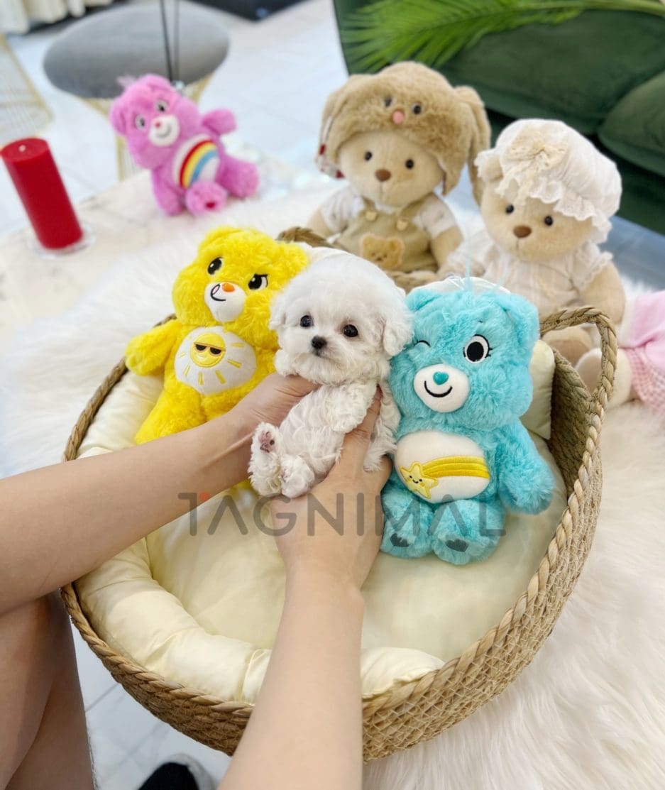 Bichon puppy for sale, dog for sale at Tagnimal