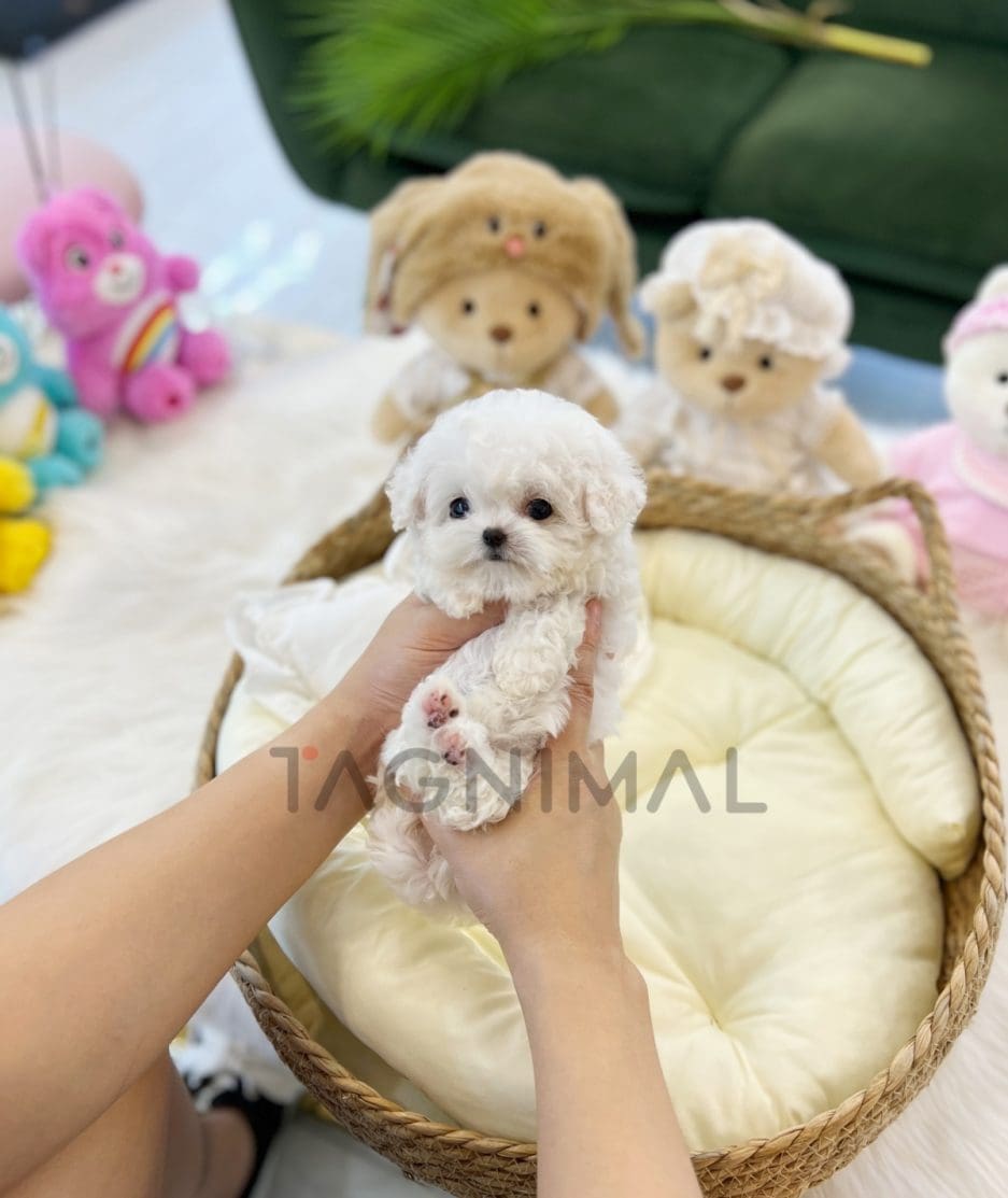 Bichon puppy for sale, dog for sale at Tagnimal