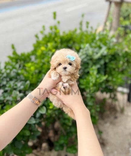 Maltipoo puppy for sale, dog for sale at Tagnimal