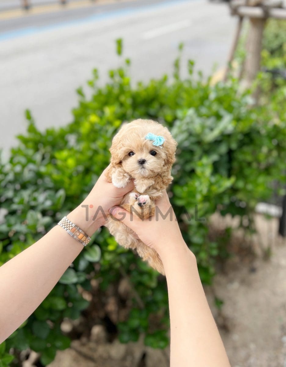 Maltipoo puppy for sale, dog for sale at Tagnimal