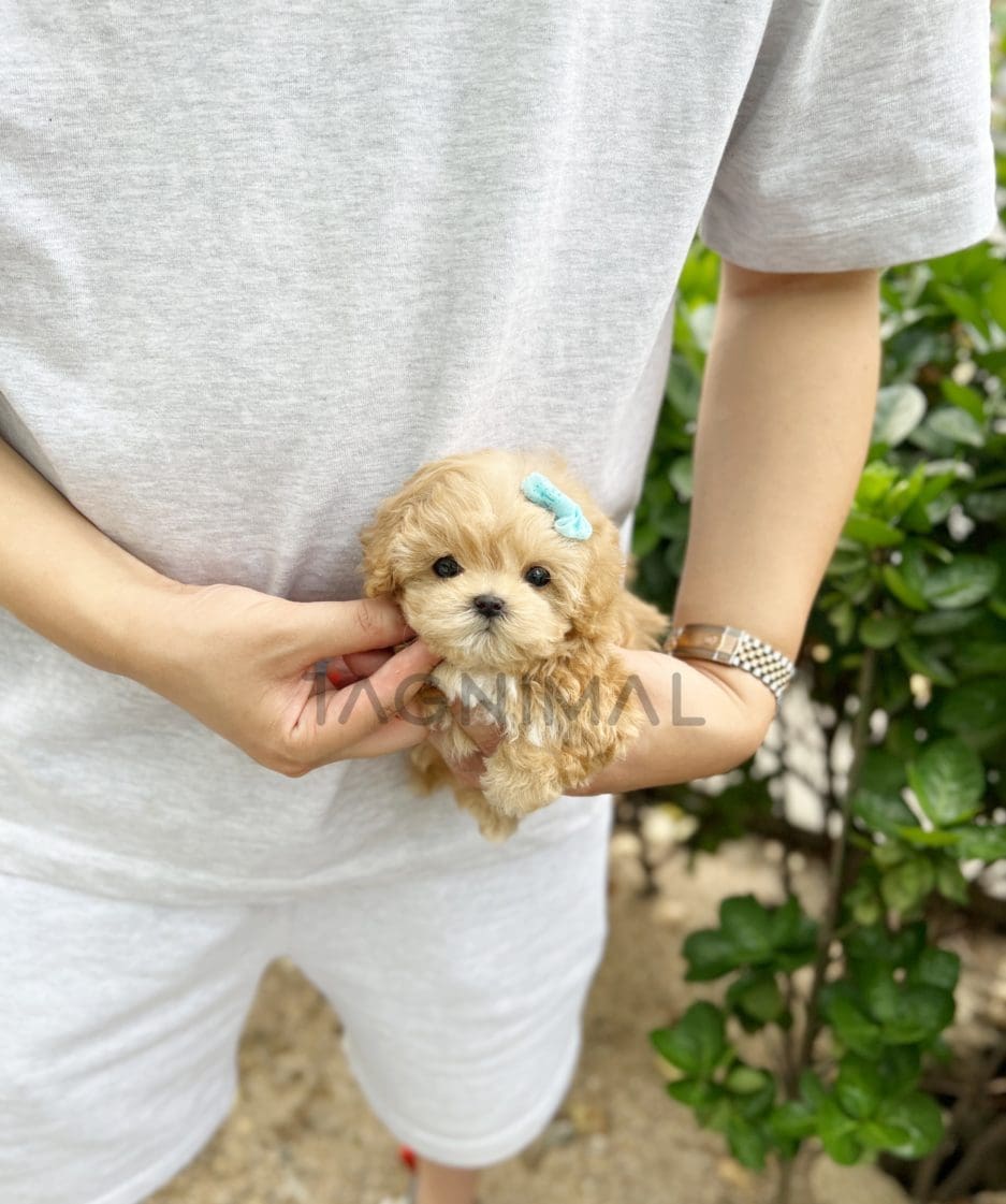 Maltipoo puppy for sale, dog for sale at Tagnimal