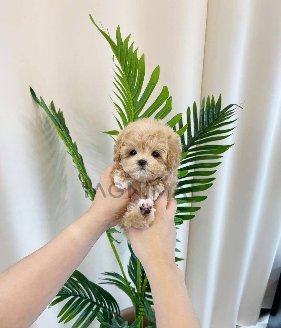 Maltipoo puppy for sale, dog for sale at Tagnimal