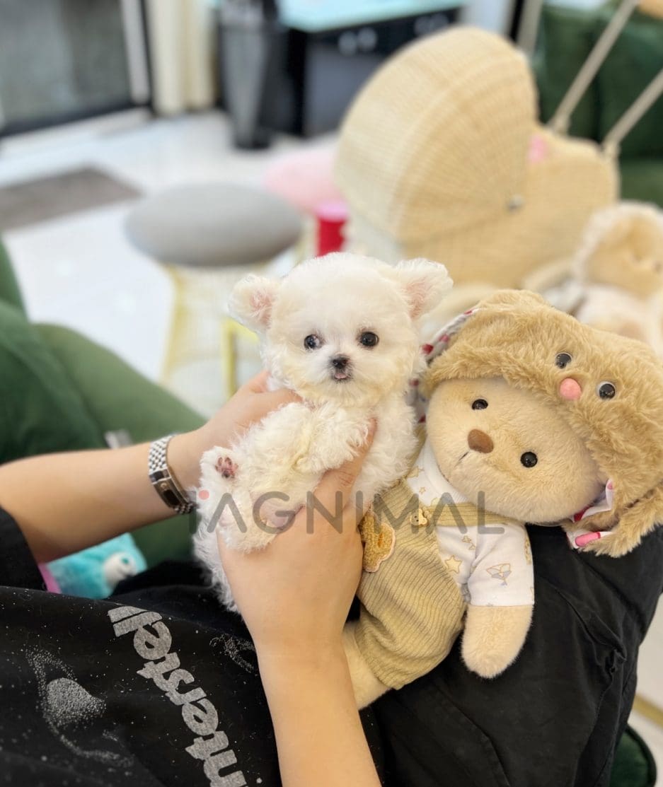 Bichon puppy for sale, dog for sale at Tagnimal