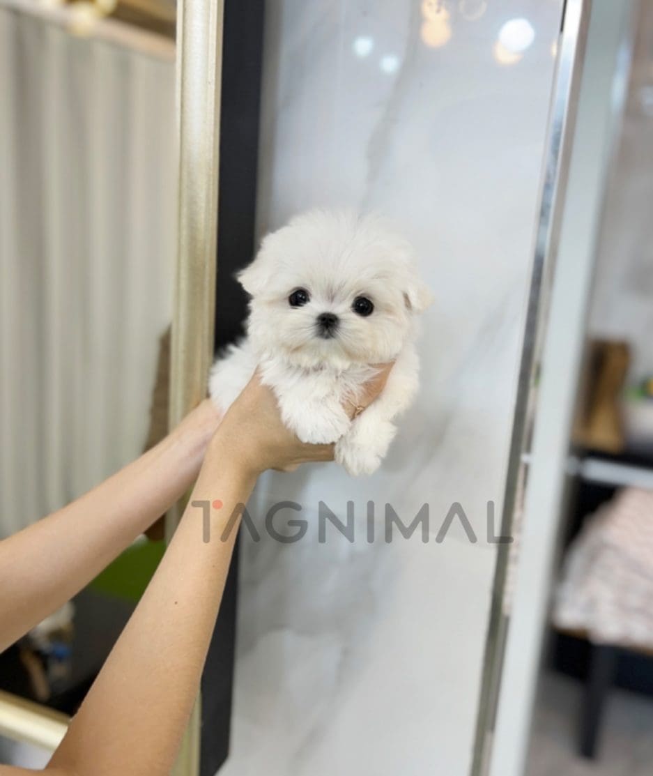 Maltese puppy for sale, dog for sale at Tagnimal