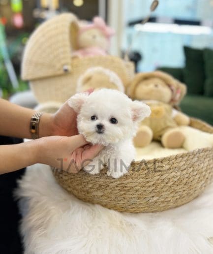 Bichon puppy for sale, dog for sale at Tagnimal