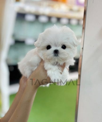 Maltese puppy for sale, dog for sale at Tagnimal