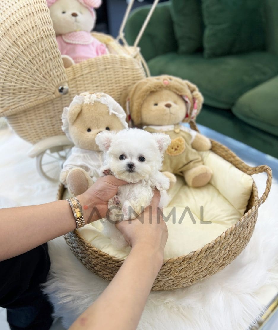 Bichon puppy for sale, dog for sale at Tagnimal