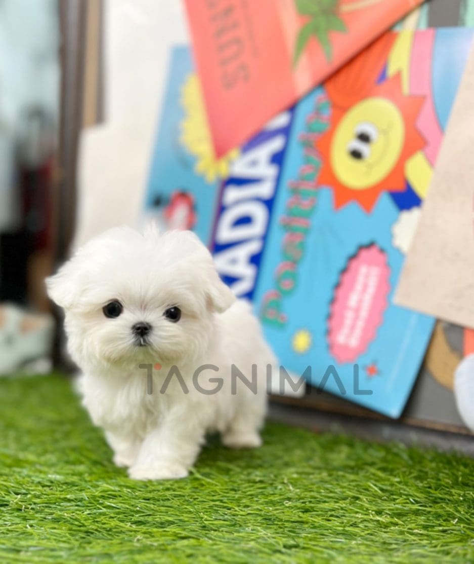 Maltese puppy for sale, dog for sale at Tagnimal