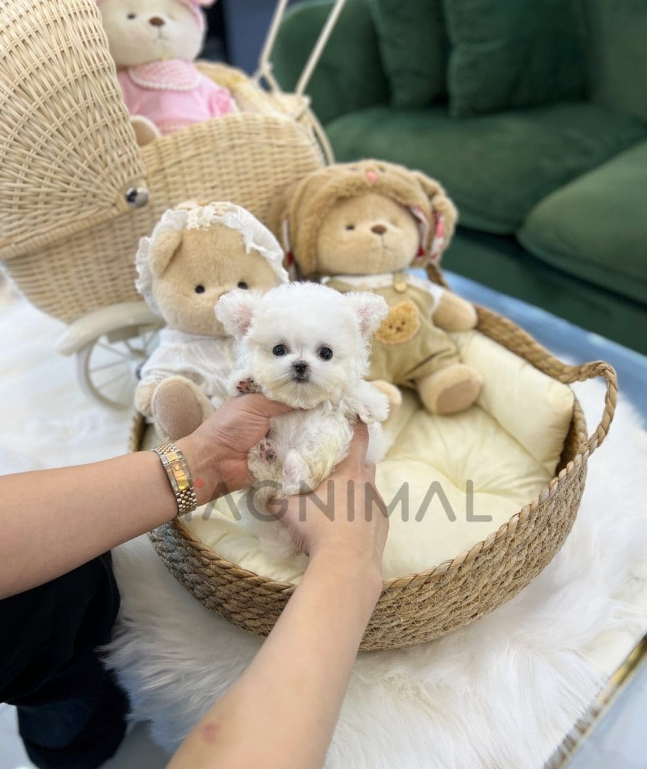 Bichon puppy for sale, dog for sale at Tagnimal