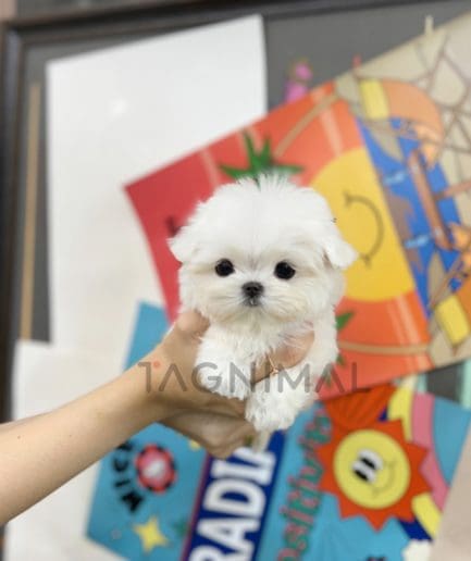 Maltese puppy for sale, dog for sale at Tagnimal