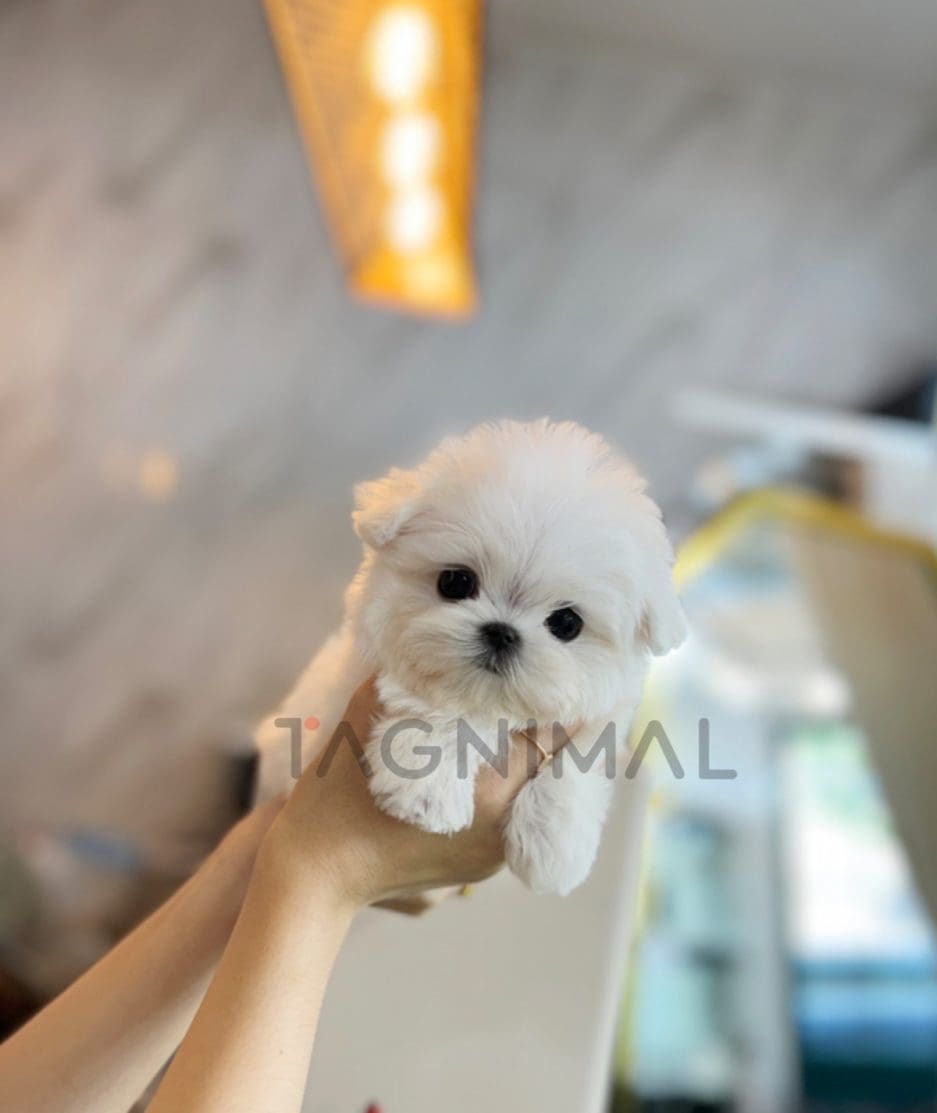 Maltese puppy for sale, dog for sale at Tagnimal