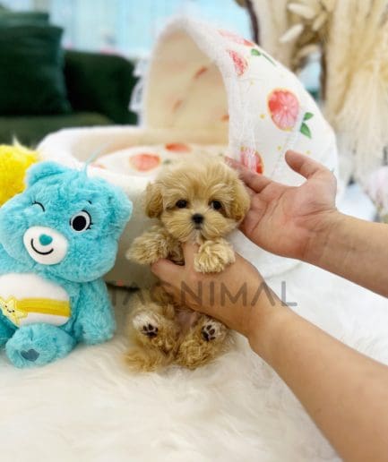 Maltipoo puppy for sale, dog for sale at Tagnimal