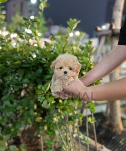 Maltipoo puppy for sale, dog for sale at Tagnimal