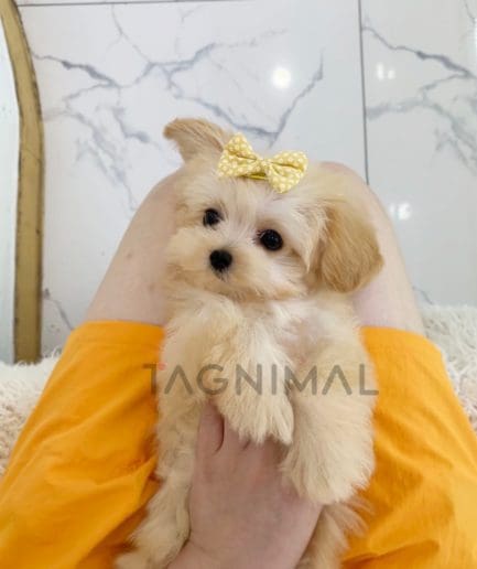 Maltipoo puppy for sale, dog for sale at Tagnimal