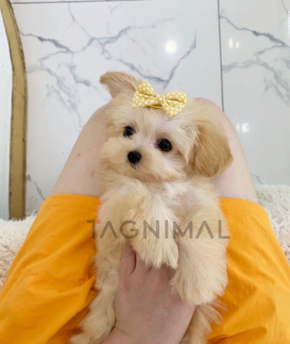 Maltipoo puppy for sale, dog for sale at Tagnimal