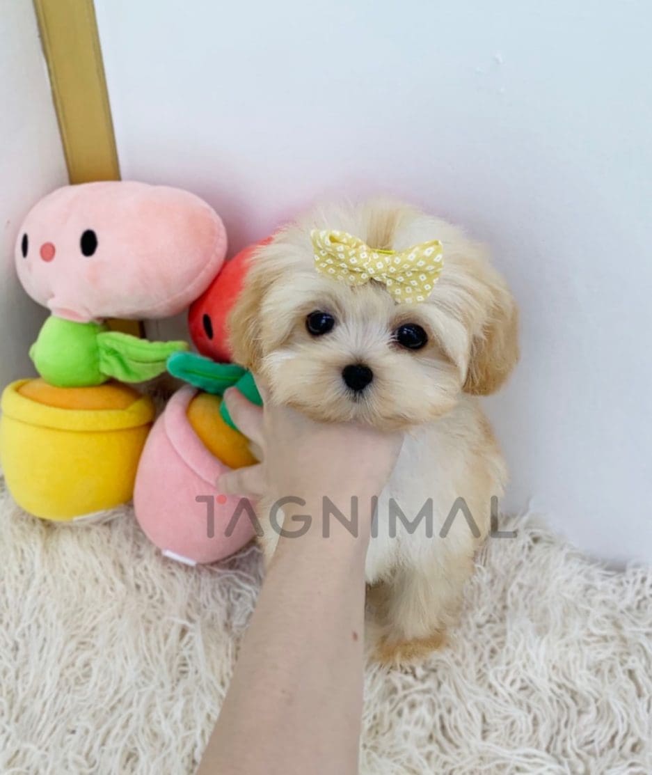 Maltipoo puppy for sale, dog for sale at Tagnimal