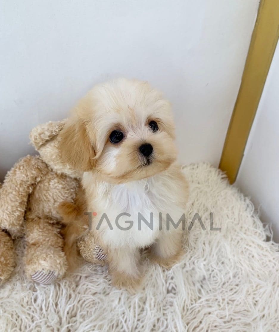 Maltipoo puppy for sale, dog for sale at Tagnimal