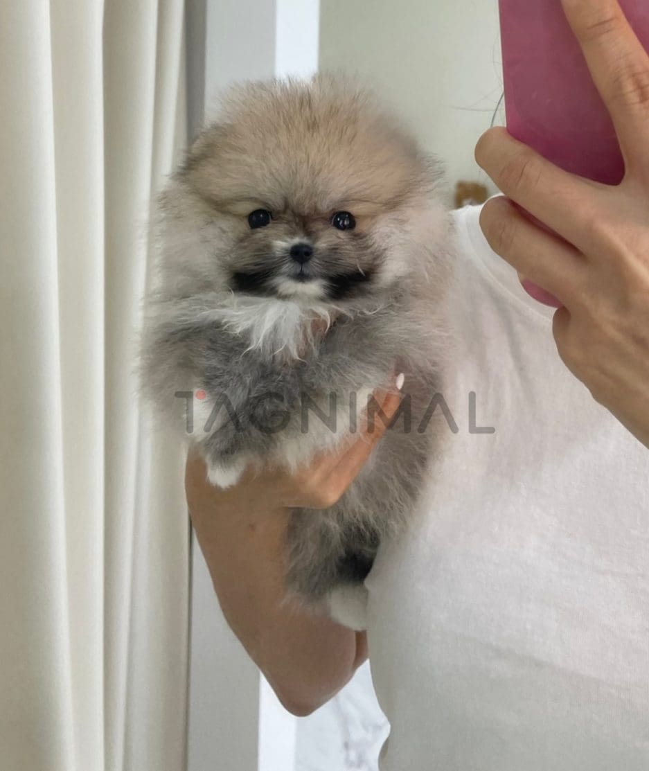 Pomeranian puppy for sale, dog for sale at Tagnimal