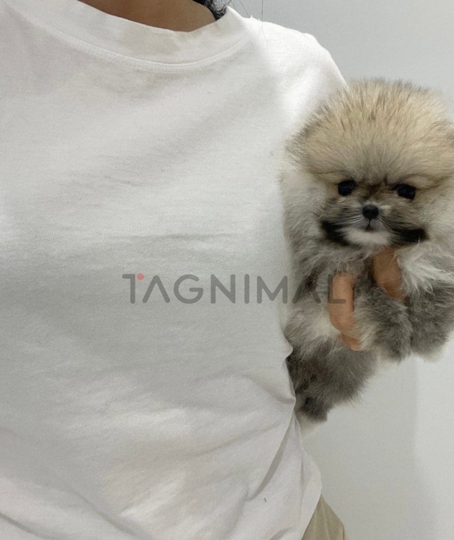 Pomeranian puppy for sale, dog for sale at Tagnimal