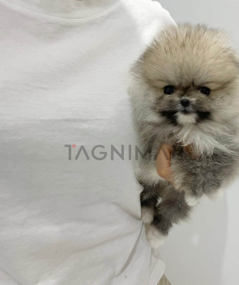 Pomeranian puppy for sale, dog for sale at Tagnimal