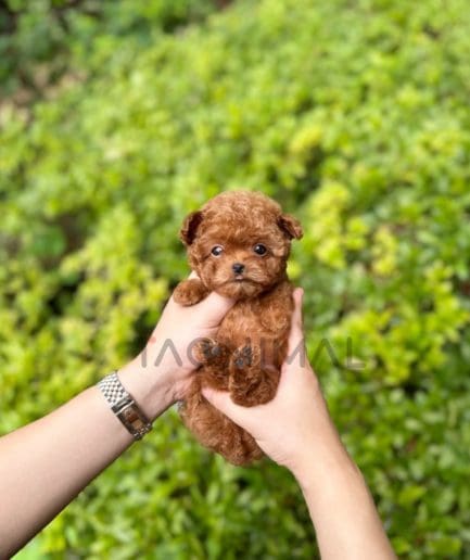 Poodle puppy for sale, dog for sale at Tagnimal