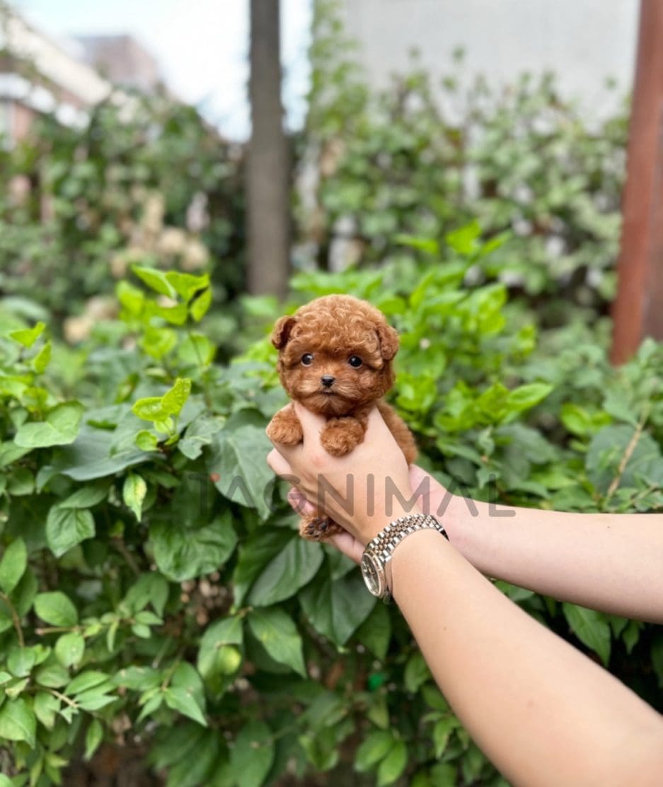 Poodle puppy for sale, dog for sale at Tagnimal