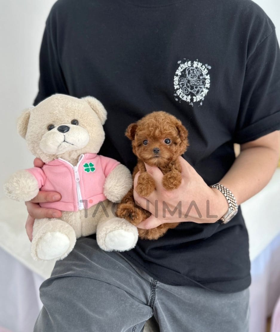 Poodle puppy for sale, dog for sale at Tagnimal