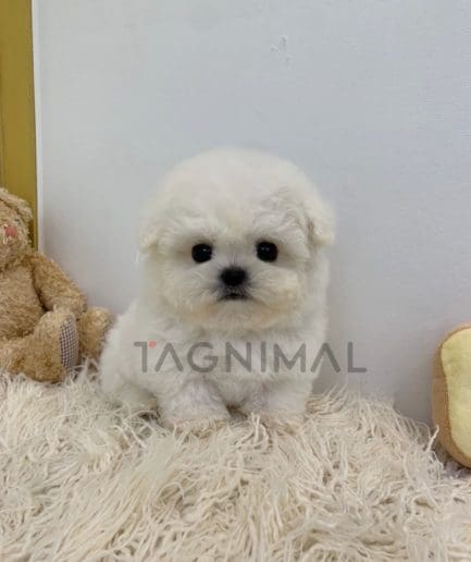 Bichon puppy for sale, dog for sale at Tagnimal