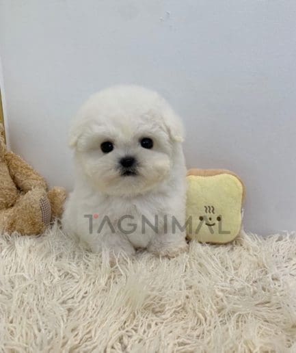 Bichon puppy for sale, dog for sale at Tagnimal