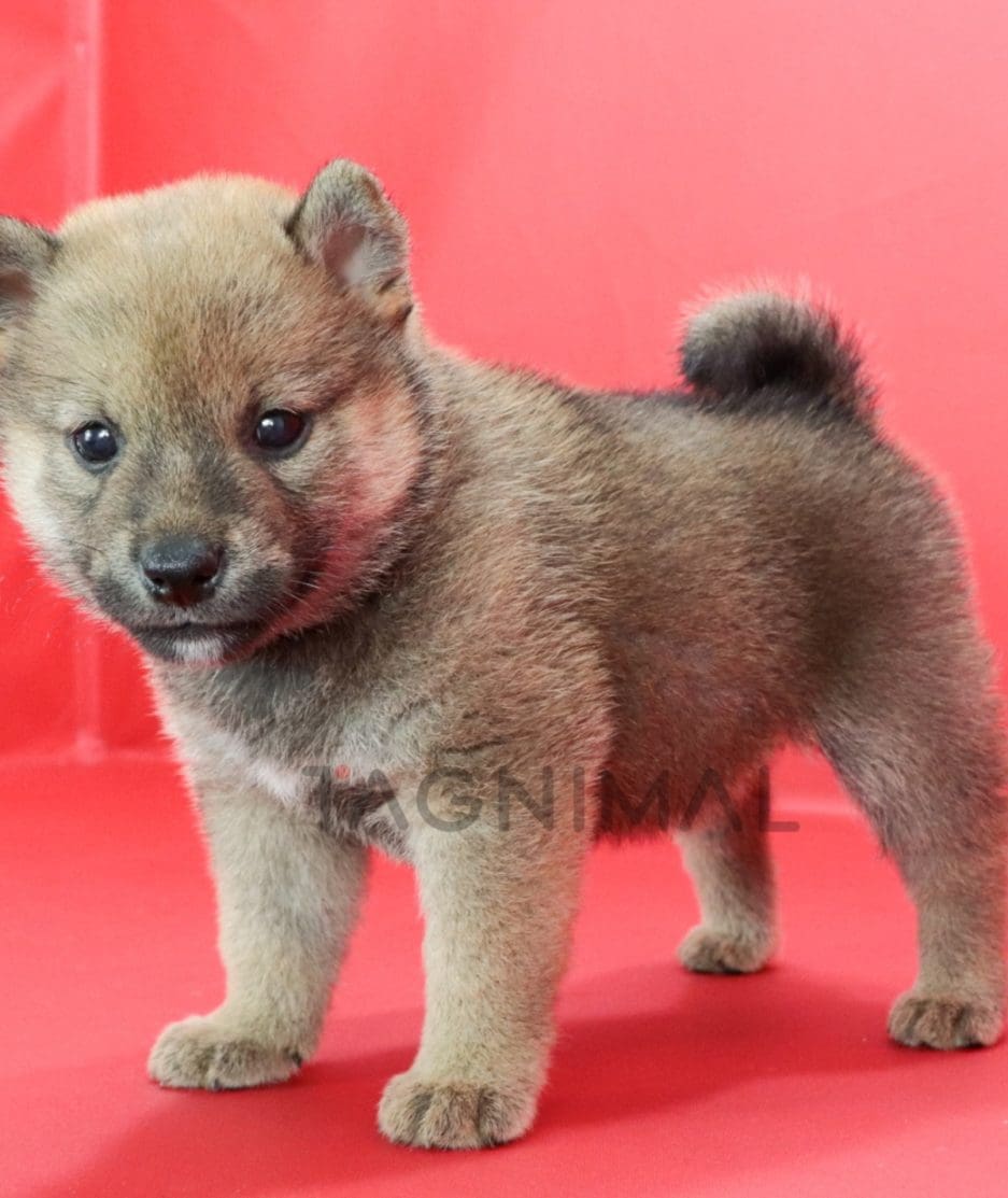 Shiba puppy for sale, dog for sale at Tagnimal