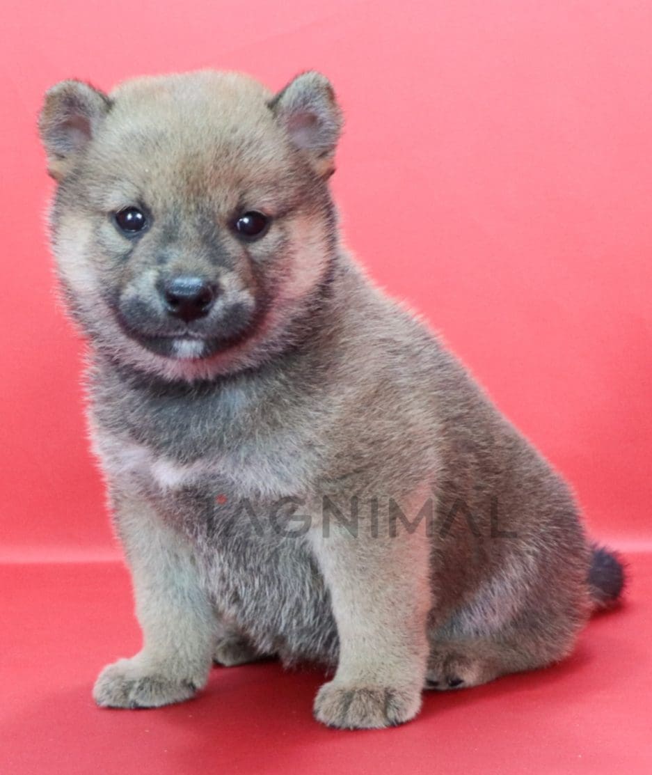 Shiba puppy for sale, dog for sale at Tagnimal