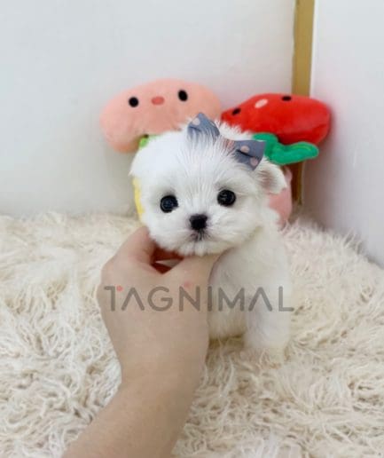 Maltese puppy for sale, dog for sale at Tagnimal